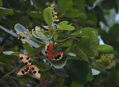 Sterculia shillinglawii