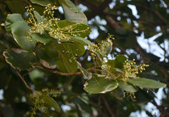 Sterculia shillinglawii