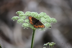 Erebia ligea