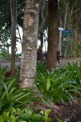 Sterculia shillinglawii