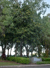 Sterculia shillinglawii