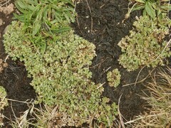 Scleranthus perennis