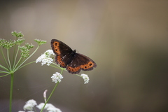 Erebia ligea