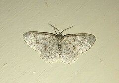 Hydrelia sylvata