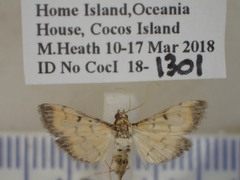 Herpetogramma hipponalis