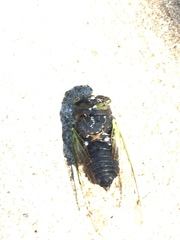 Neotibicen tibicen tibicen