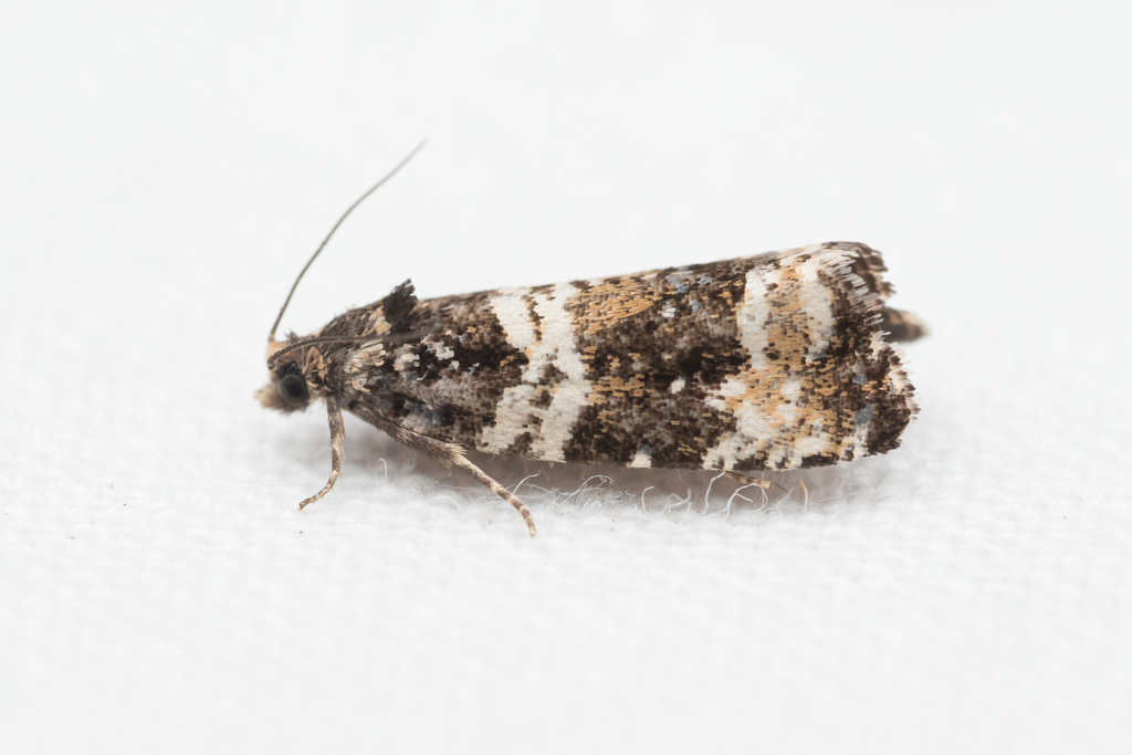 Phiaris bipunctana