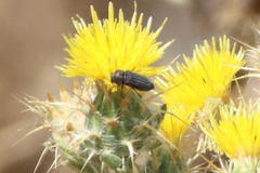 Acmaeoderella