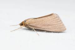 Evergestis aenealis