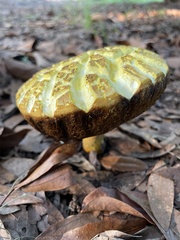 Pulveroboletus