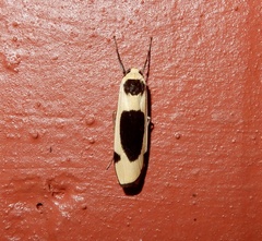 Thysanoptyx