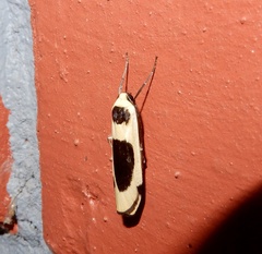 Thysanoptyx