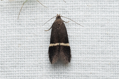 Aproaerema cinctella