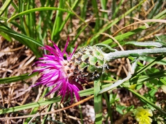 Centaurea ambigua