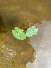 Nymphoides cordata