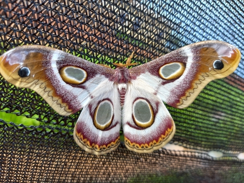 Southern Atlas photographed in Sudan
