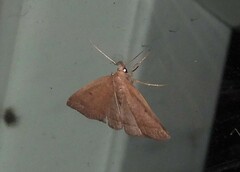 Zanclognatha protumnusalis