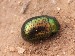 Chrysolina bicolor