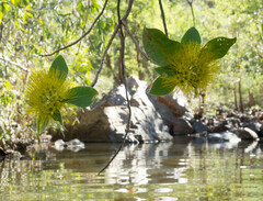 Xanthostemon eucalyptoides
