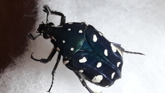 Protaetia alboguttata