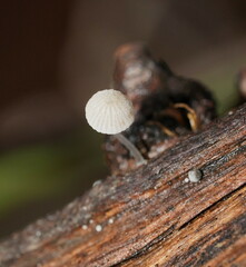 Mycena piringa