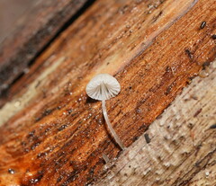 Mycena piringa