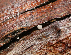 Mycena piringa