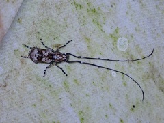 Xenocerini