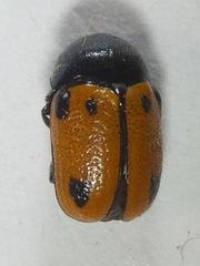 Cryptocephalus rugicollis