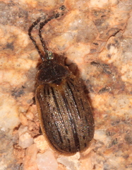 Galeruca interrupta