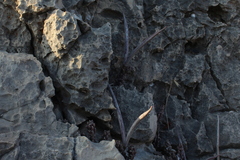 Apteranthes europaea judaica