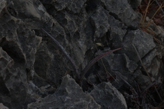 Apteranthes europaea judaica