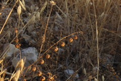 Fumana arabica