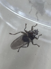 Ornithomya avicularia