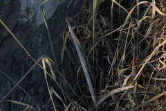 Apteranthes europaea judaica