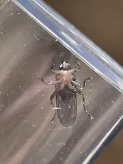 Ornithomya avicularia