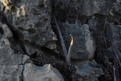 Apteranthes europaea judaica
