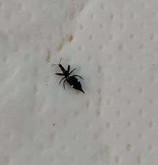 Compsothrips albosignatus