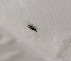 Compsothrips albosignatus