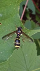 Conops quadrifasciatus