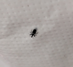 Compsothrips albosignatus