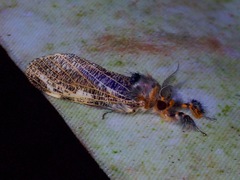 Locharna limbata
