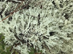 Cladonia boryi