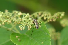 Toxorhynchites splendens
