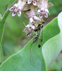 Spilopteron formosum