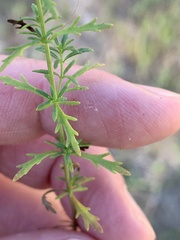 Scoparia montevidensis