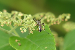 Toxorhynchites splendens