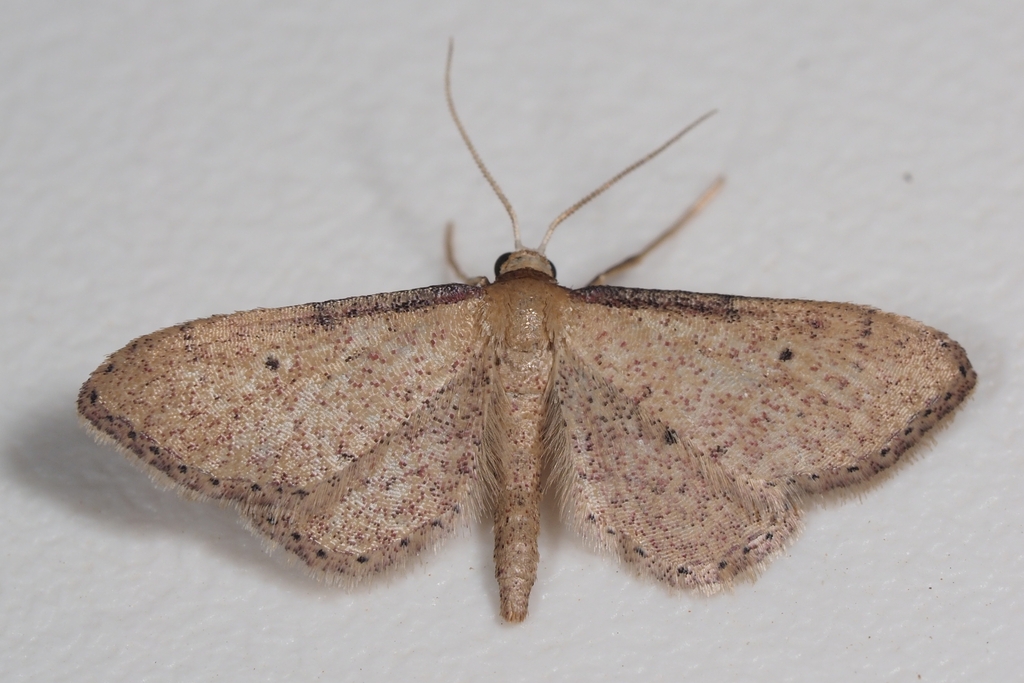 Idaea infirmaria