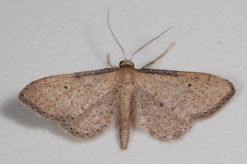 Idaea infirmaria