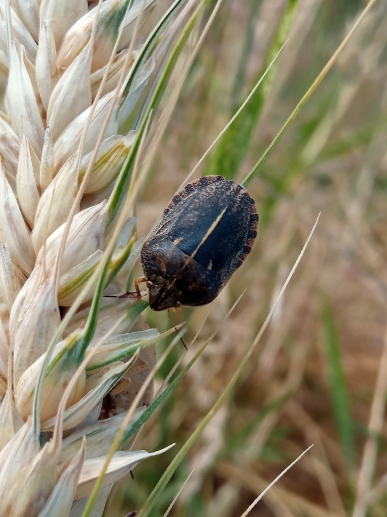 southern broad-bellied bug